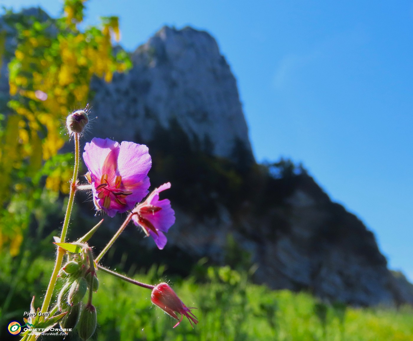 20 Laburnum alpinum (Maggiociondolo) con fiore rosso verso il torrione del Corno Branchino.JPG